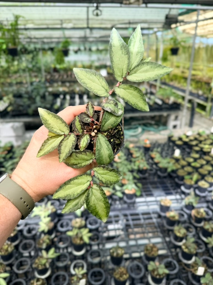 Pellionia Repens