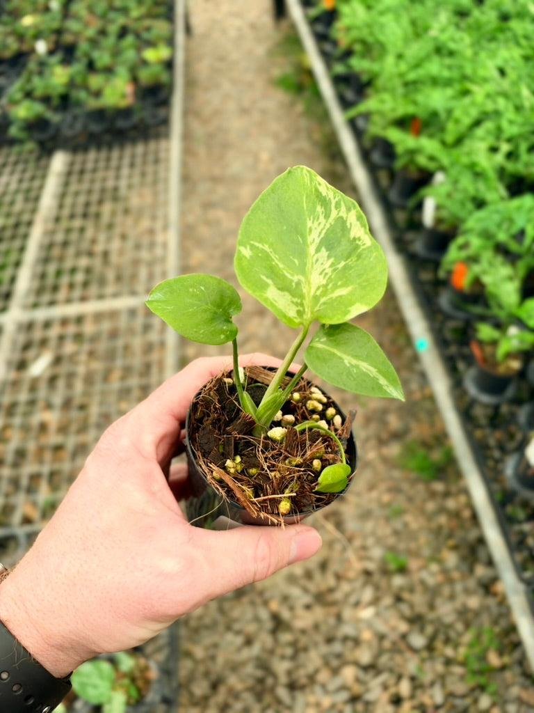Handpicked #66 - Monstera Deliciosa - Bulbasaur