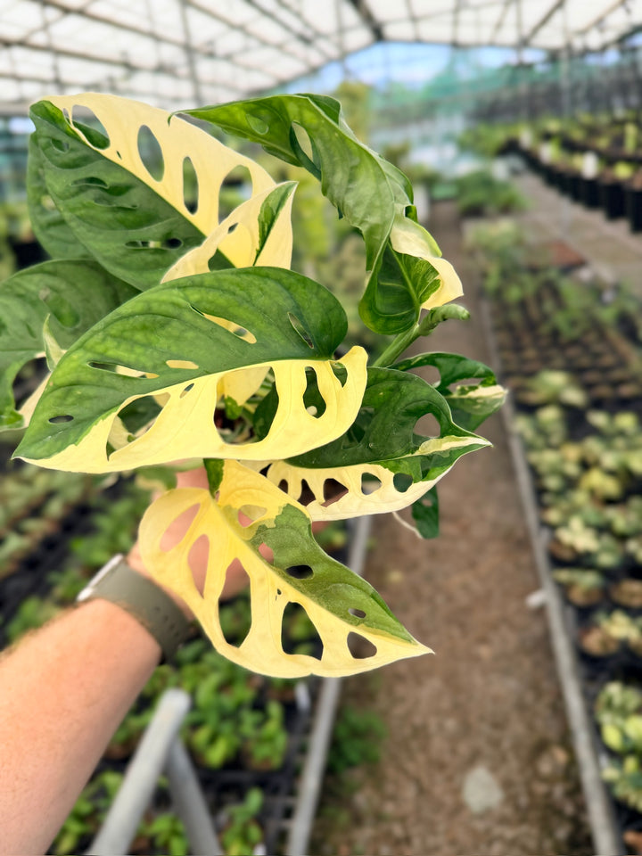 Handpicked #130 - Monstera Adansonii - Monkey Mask - Variegated Albo - Double Planted