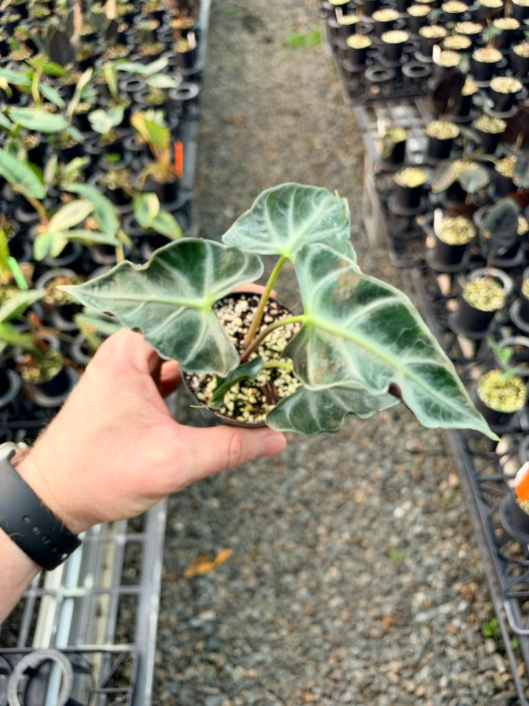 Handpicked #83 - Alocasia Loco