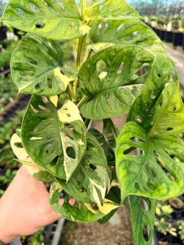Handpicked #121 - Monstera Adansonii - Monkey Mask - Variegated Albo - Double Planted