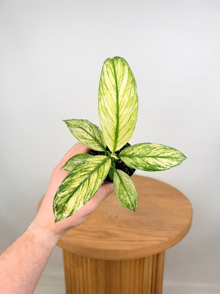 Spathiphyllum Sensation Variegata