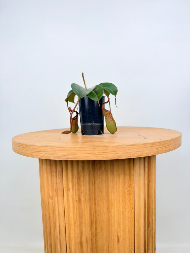 Nepenthes Veitchii