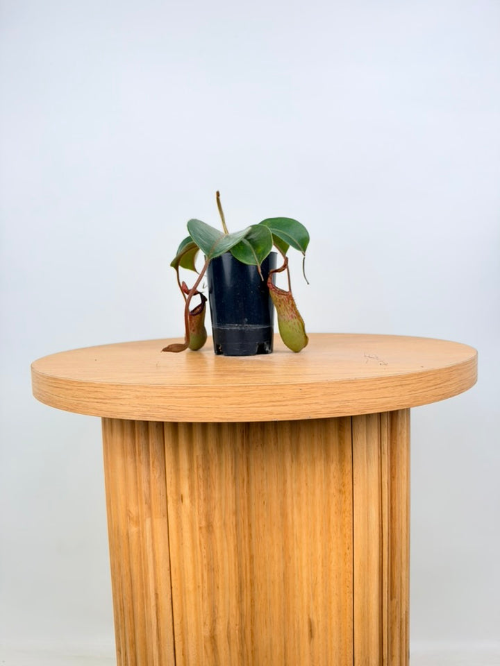 Nepenthes Veitchii
