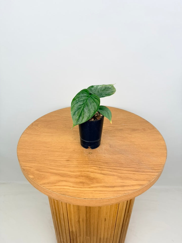 Philodendron Verrucosum X Sodiroi - Majestic
