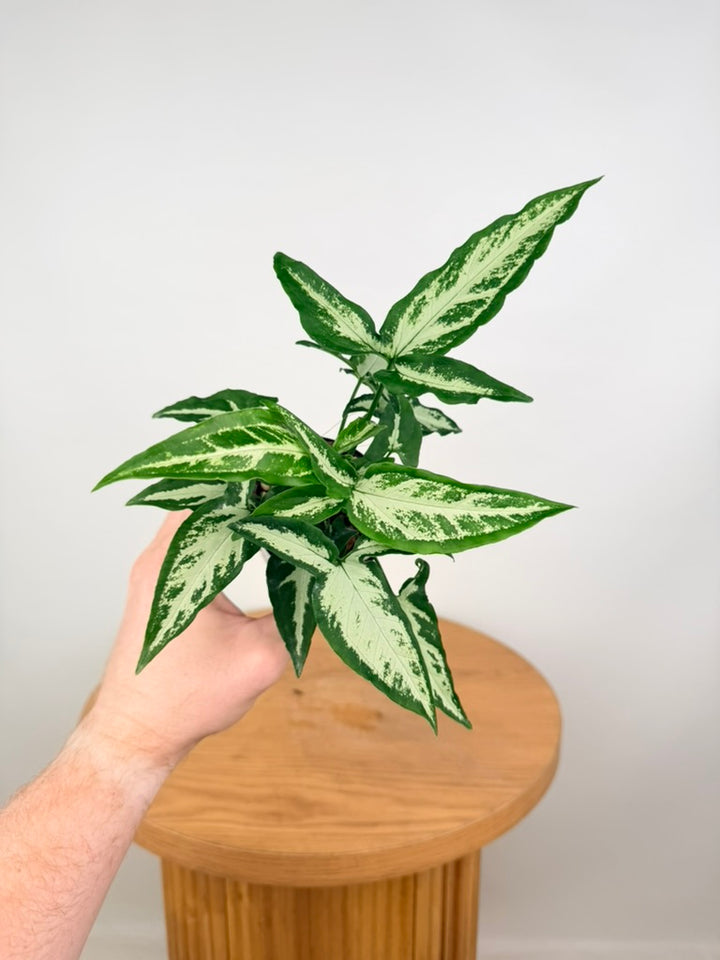 Syngonium Podophyllum - Little Star