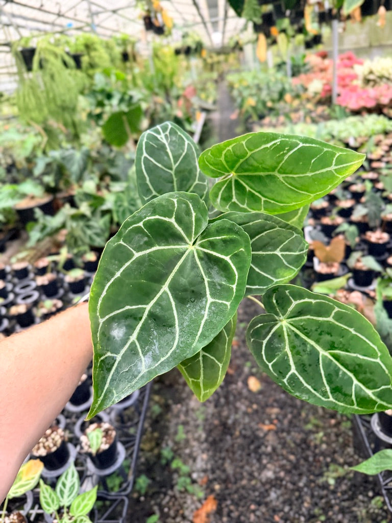 Handpicked #139 - Anthurium Crystallinum - Multi Headed