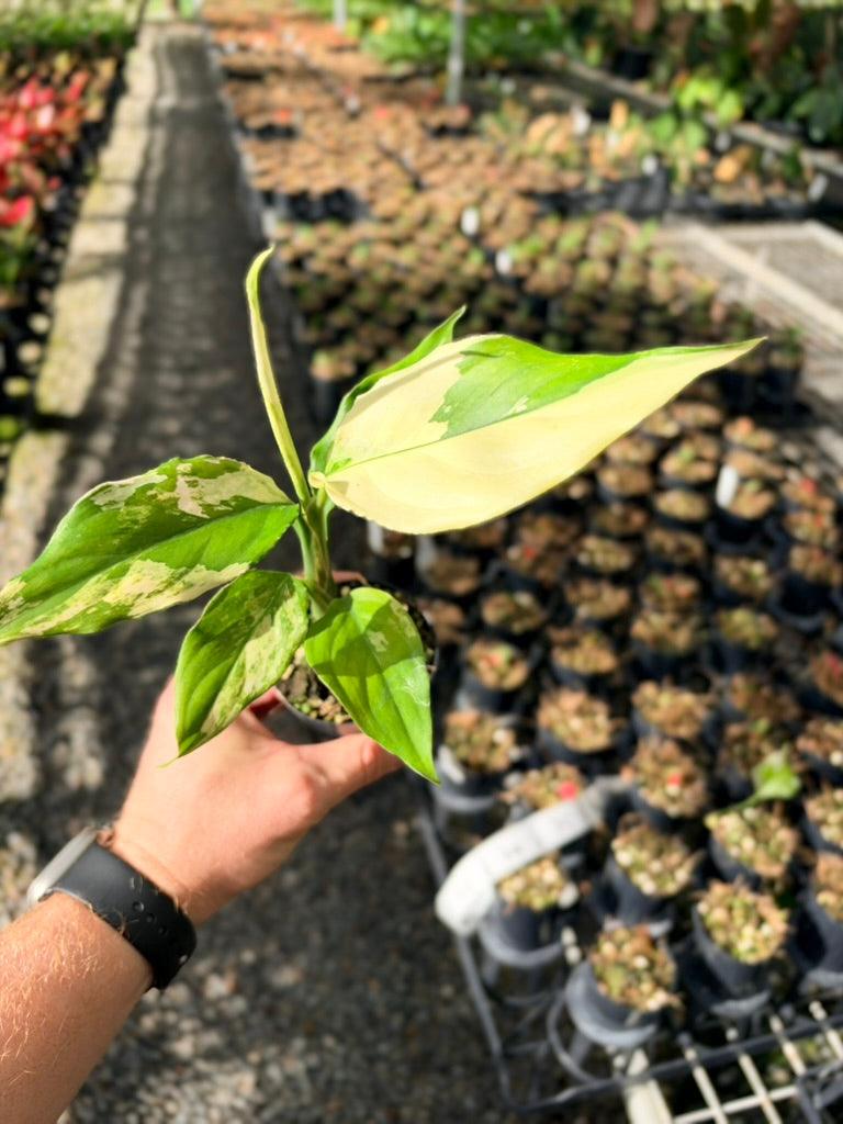 Handpicked #72 - Aglaonema Modestum Variegata