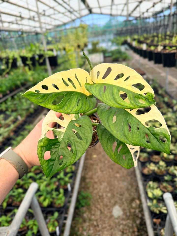 Handpicked #128 - Monstera Adansonii - Monkey Mask - Variegated Albo - Double Planted