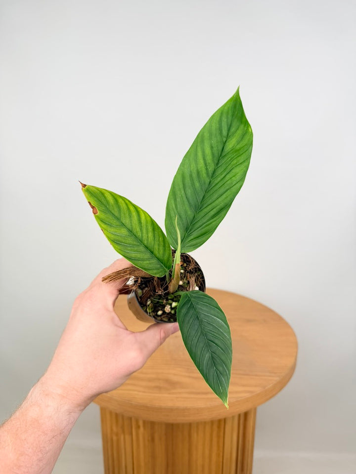 Philodendron Rugapetiolatum