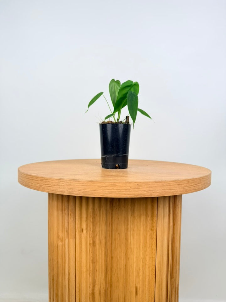 Philodendron Sharoniae