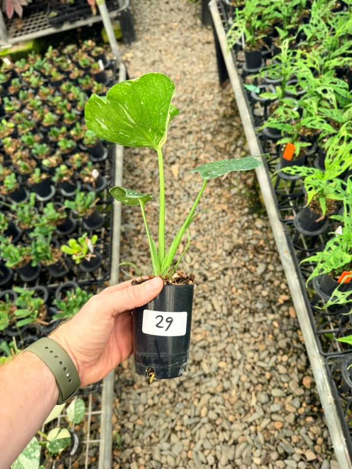 Handpicked #29 - Monstera Deliciosa Thai Constellation - Unique leaf mutation
