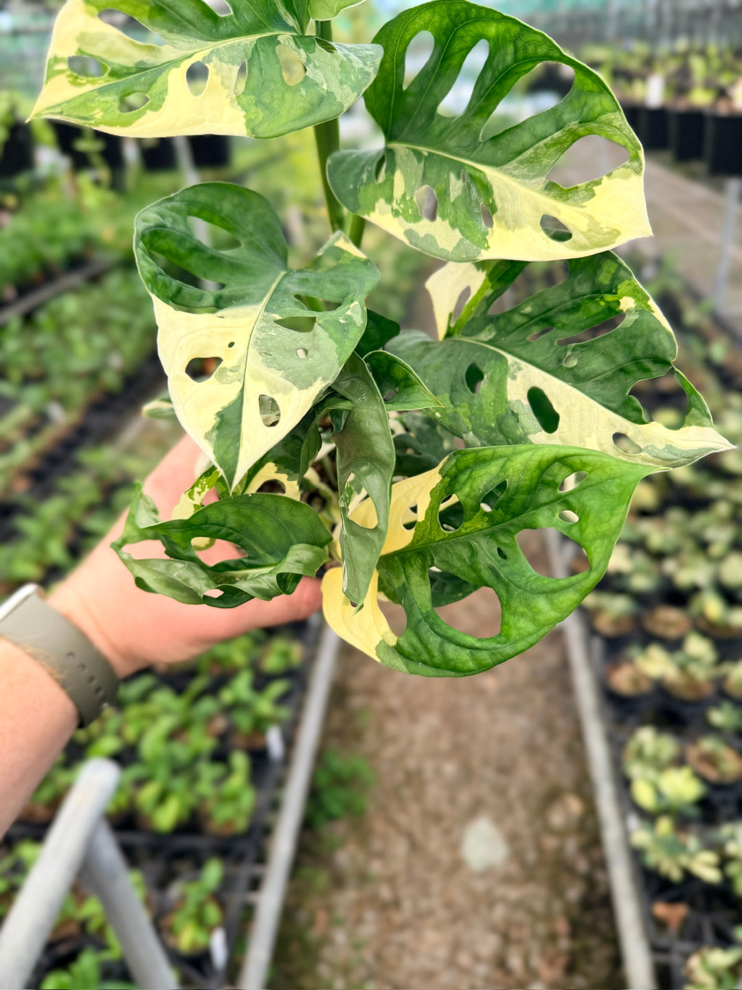 Handpicked #123 - Monstera Adansonii - Monkey Mask - Variegated Albo - Double Planted