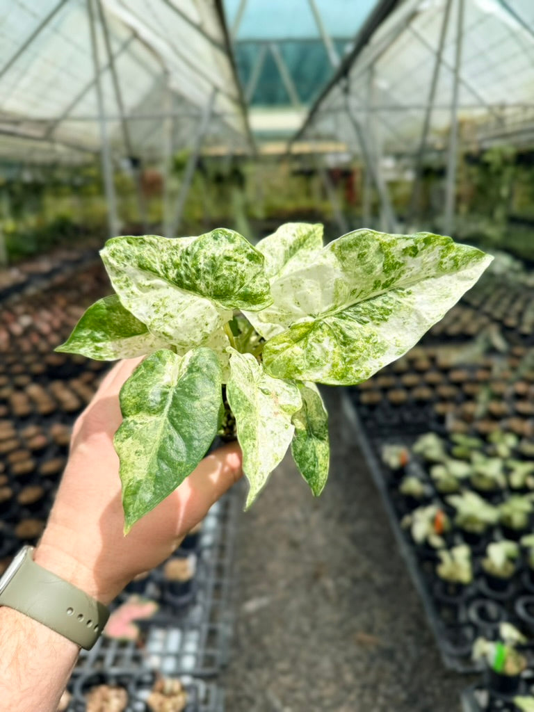 Alocasia Odora - Batik