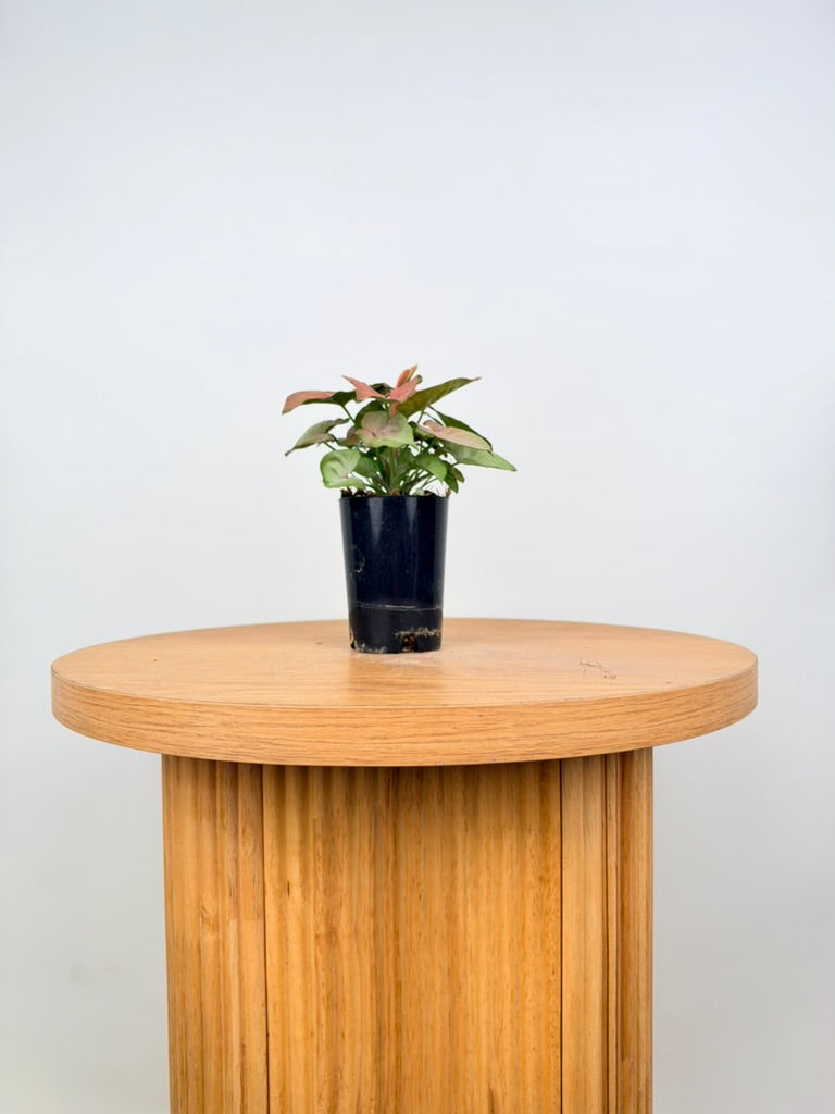 Syngonium Podophyllum - Neon - Mini