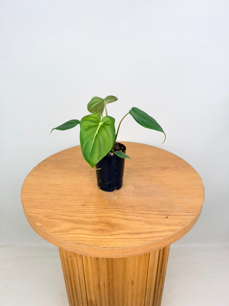 Philodendron Gloriosum X Pastazanum - Dean McDowell