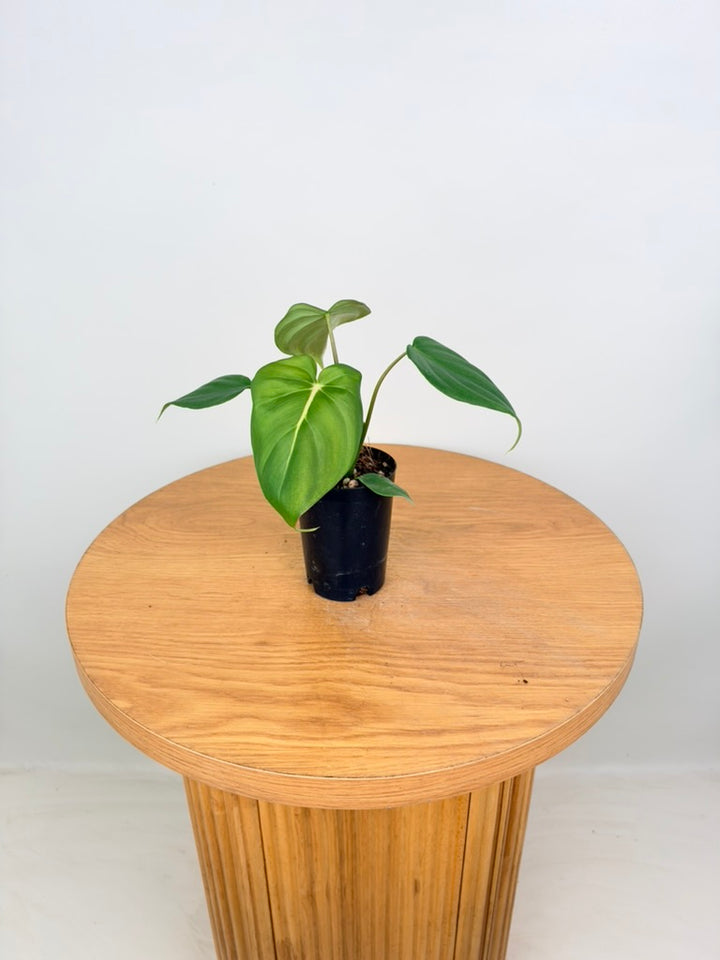 Philodendron Gloriosum X Pastazanum - Dean McDowell