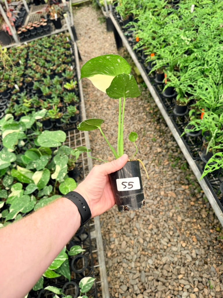 Handpicked #55 - Monstera Deliciosa - Thai Constellation