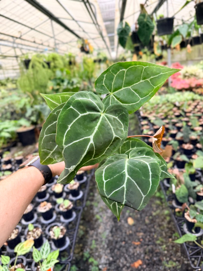 Handpicked #133 - Anthurium Crystallinum - Multi Headed