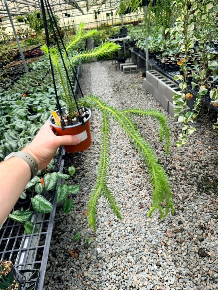 Handpicked #36 - Phlegmariurus squarrosus [Huperzia Squarrosa] - QLD Fine Rock Tassel Fern