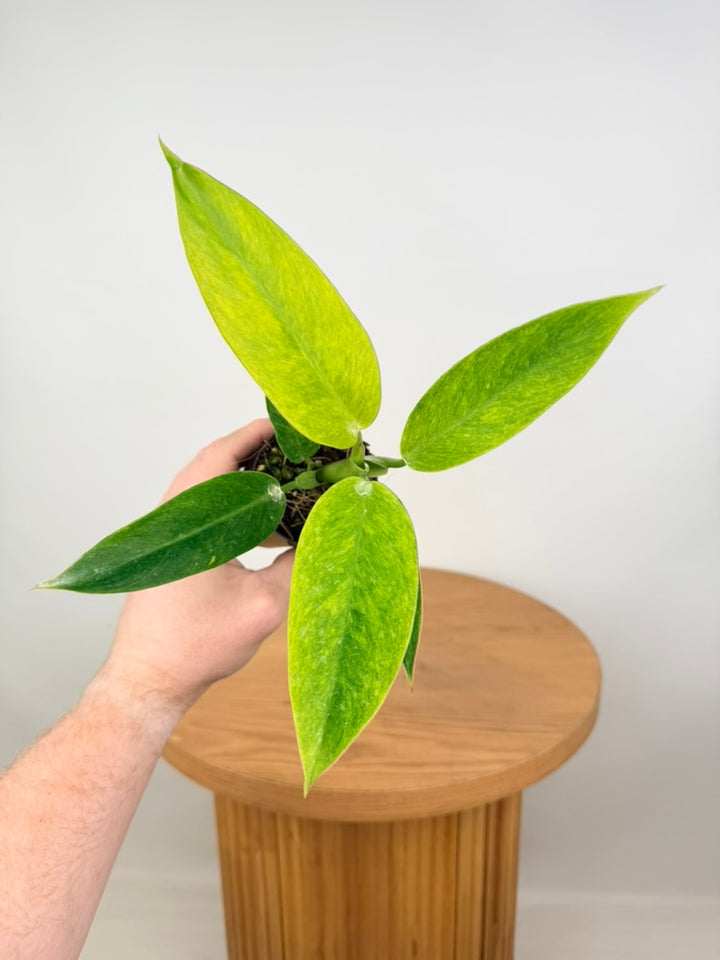 Philodendron Erubescens - Lemon Twist