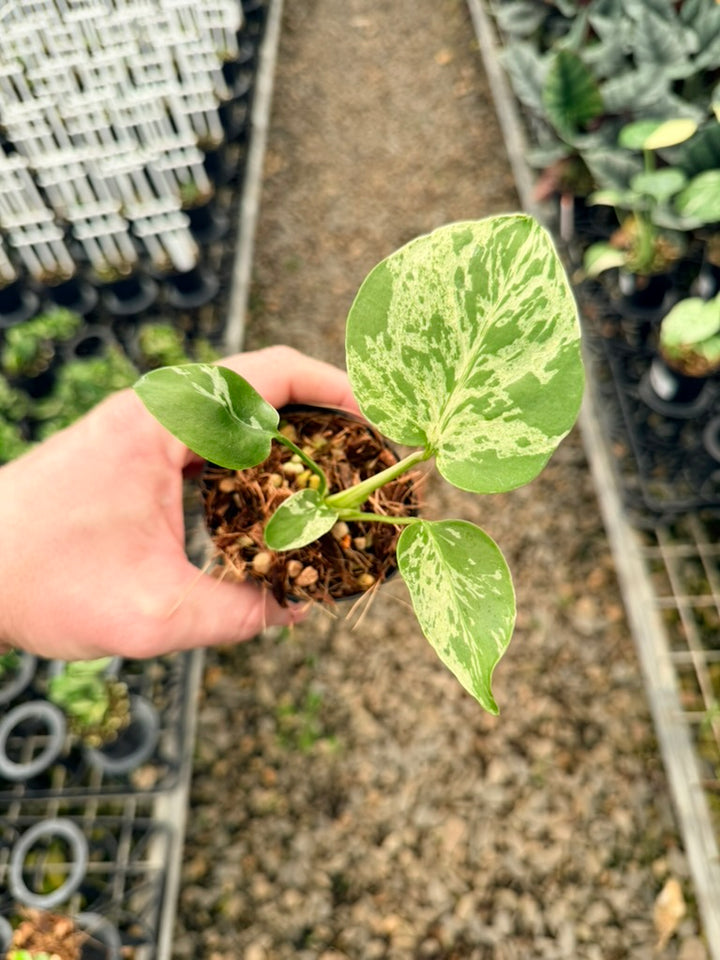 Handpicked #58 - Monstera Deliciosa - Bulbasaur