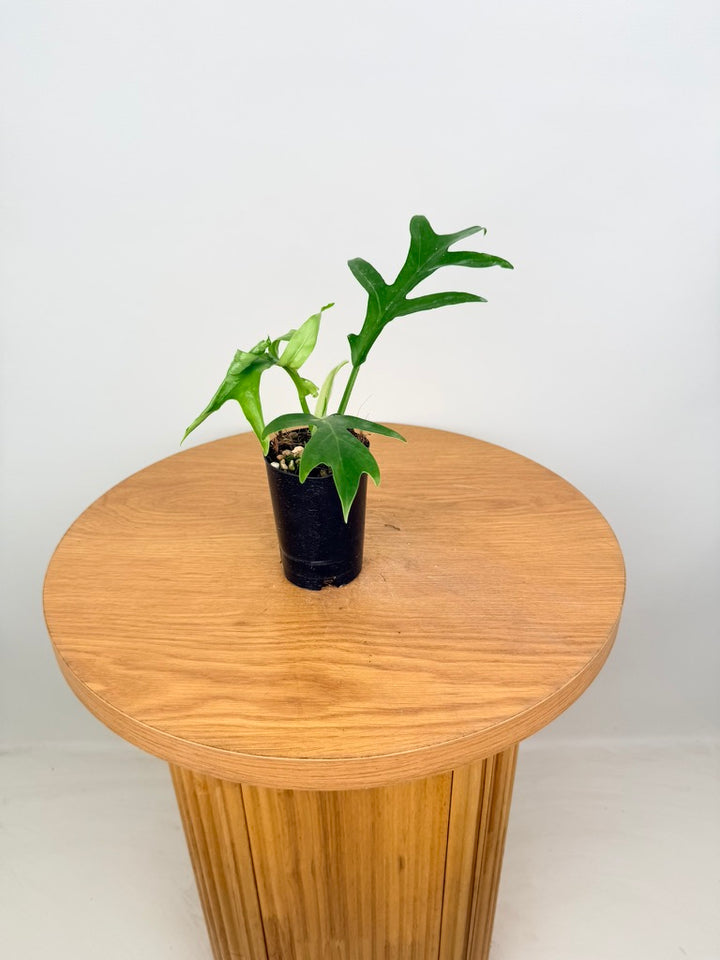 Philodendron Distantilobum