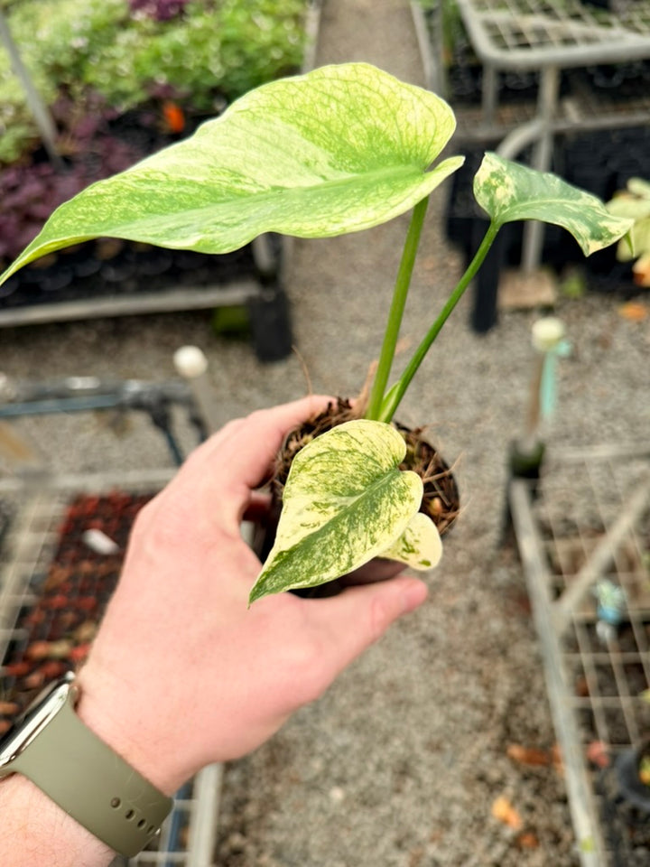Handpicked #26 - Monstera Deliciosa Mint