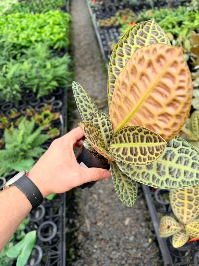 Handpicked #98 - Labisia Beccarii - Turtleback