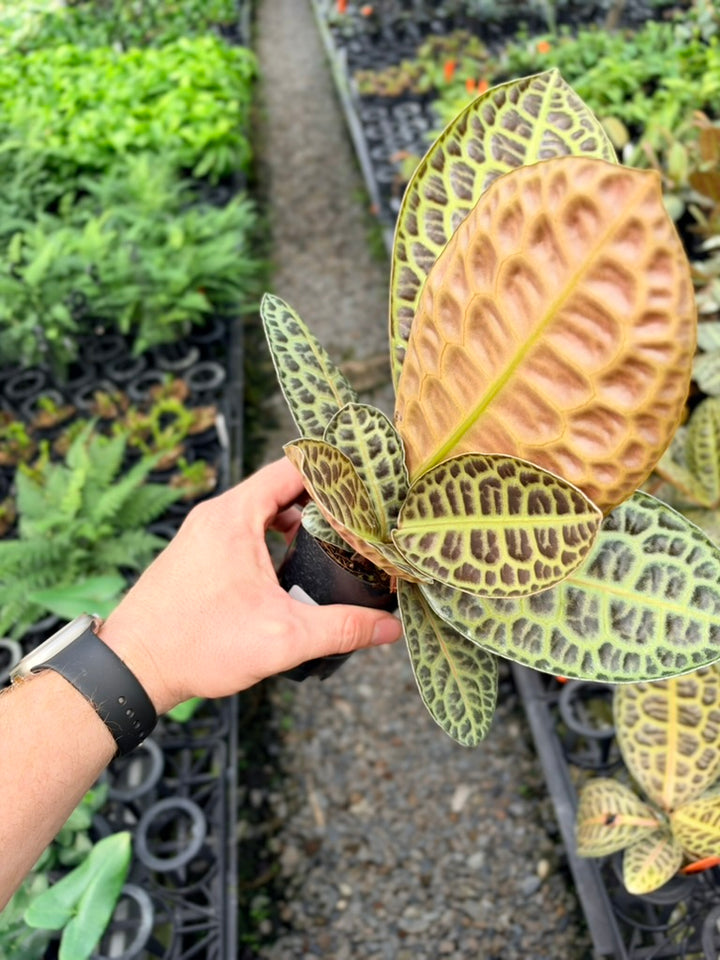 Handpicked #98 - Labisia Beccarii - Turtleback