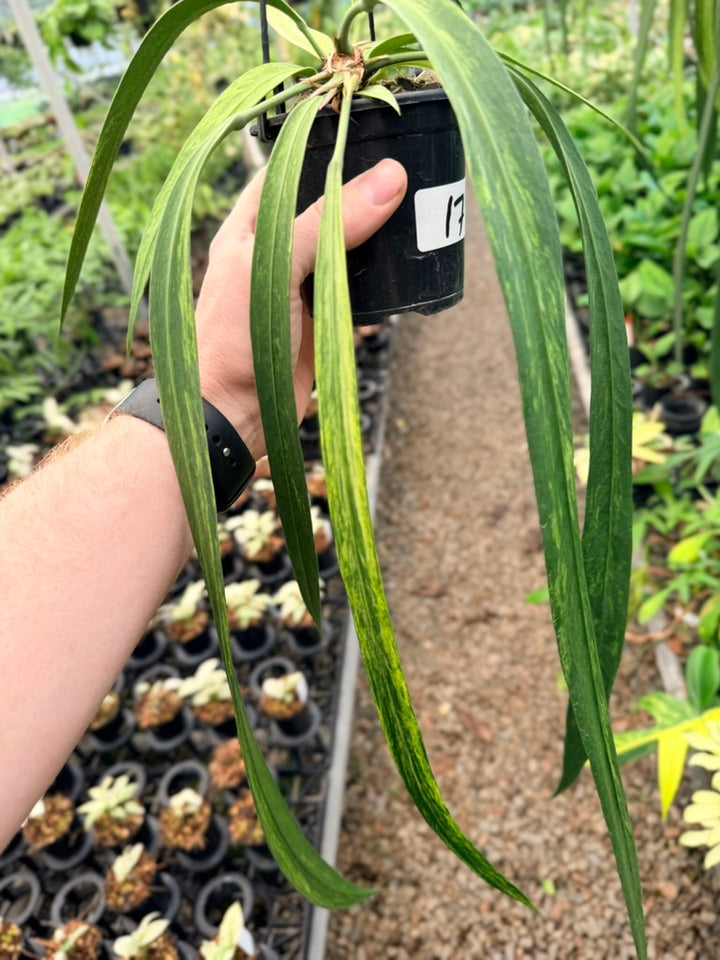 Handpicked #17 - Anthurium Vittariifolium Variegata