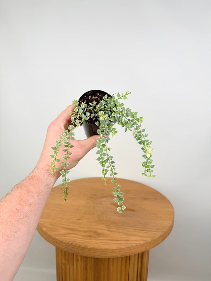 Dischidia Ruscifolia Variegata - Million Hearts