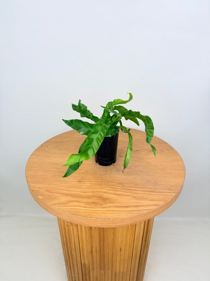 Asplenium Antiquum - Hurricane Fern