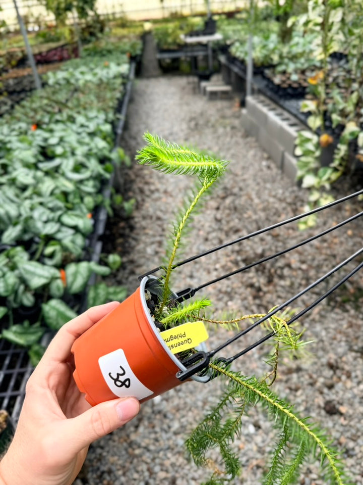 Handpicked #38 - Phlegmariurus squarrosus [Huperzia Squarrosa] - QLD Fine Rock Tassel Fern