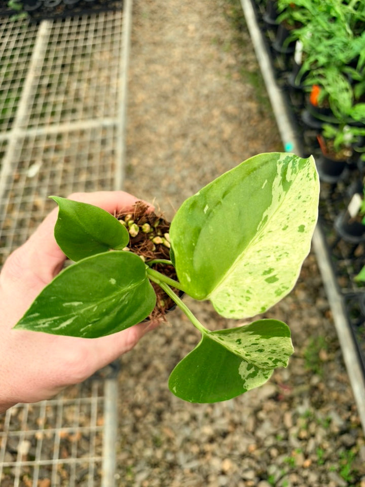 Handpicked #65 - Monstera Deliciosa - Bulbasaur