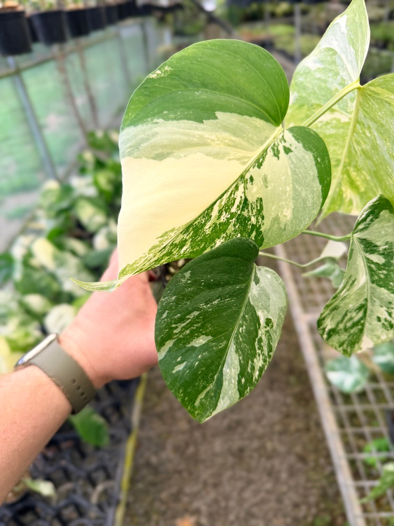 Handpicked #138 - Monstera Deliciosa Borsigiana Variegated Albo