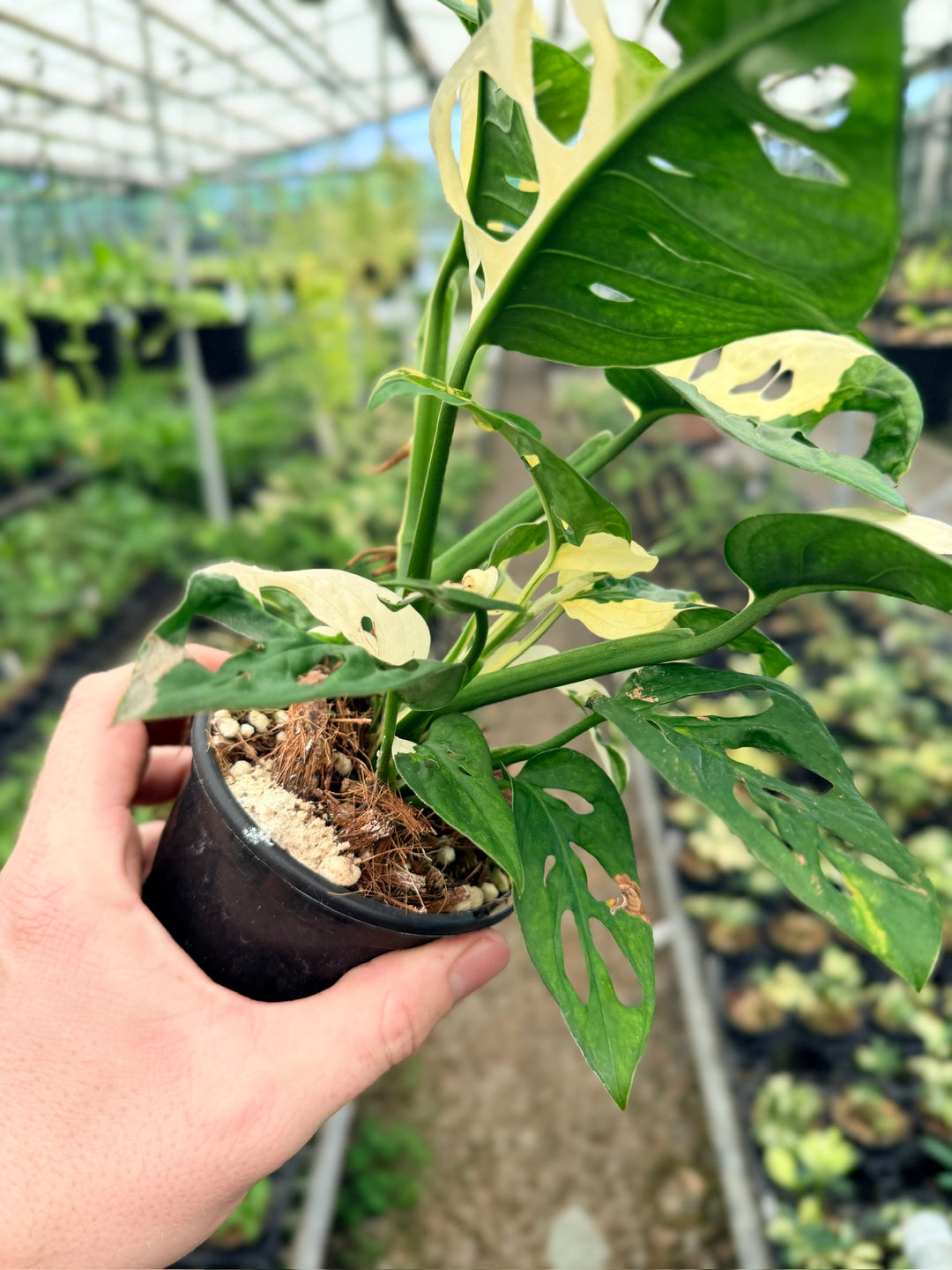 Handpicked #122 - Monstera Adansonii - Monkey Mask - Variegated Albo - Double Planted