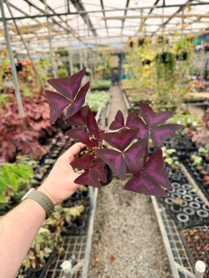 Oxalis Triangularis - Sunny