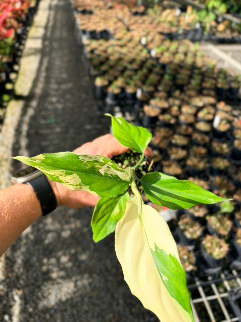Handpicked #72 - Aglaonema Modestum Variegata