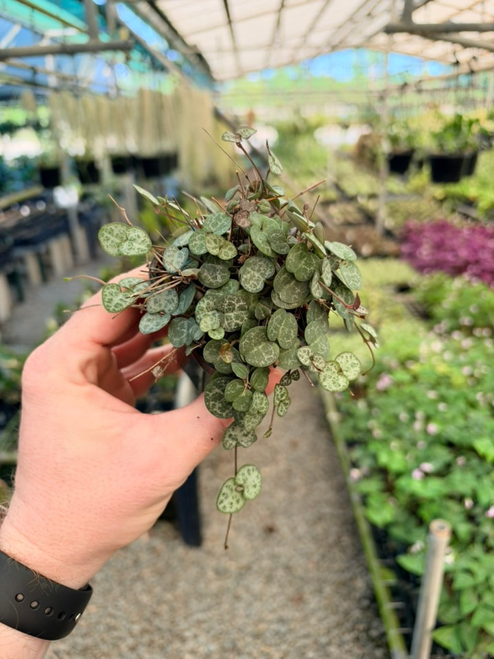 Ceropegia Woodii - Chain Of Hearts