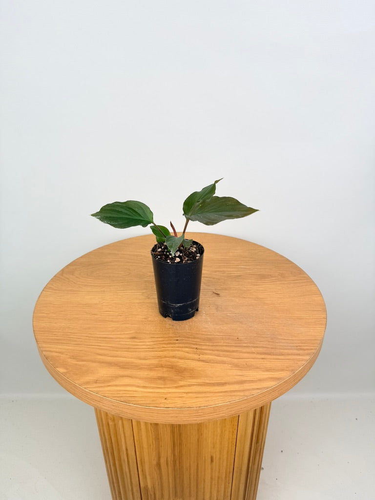 Homalomena Sp. Samrit