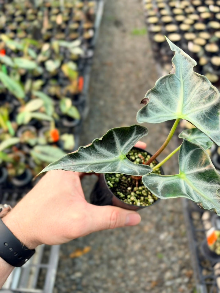 Handpicked #81 - Alocasia Loco