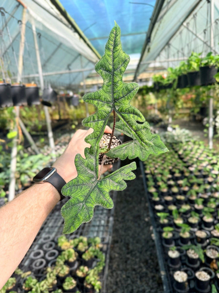 Alocasia Tandurusa [Alocasia Jacklyn]