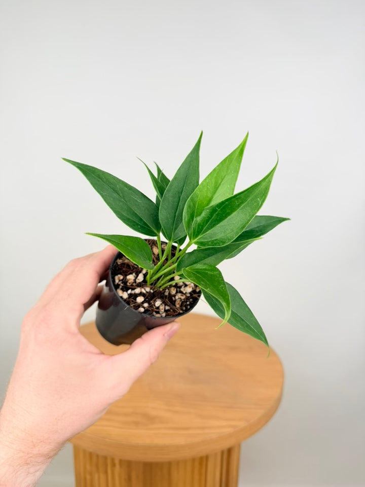 Anthurium Andraeanum - Lilli [Pink Flower]