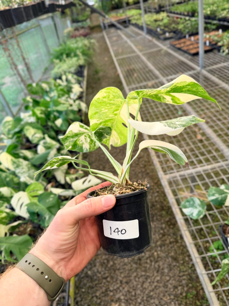 Handpicked #140 - Monstera Deliciosa Borsigiana Variegated Albo