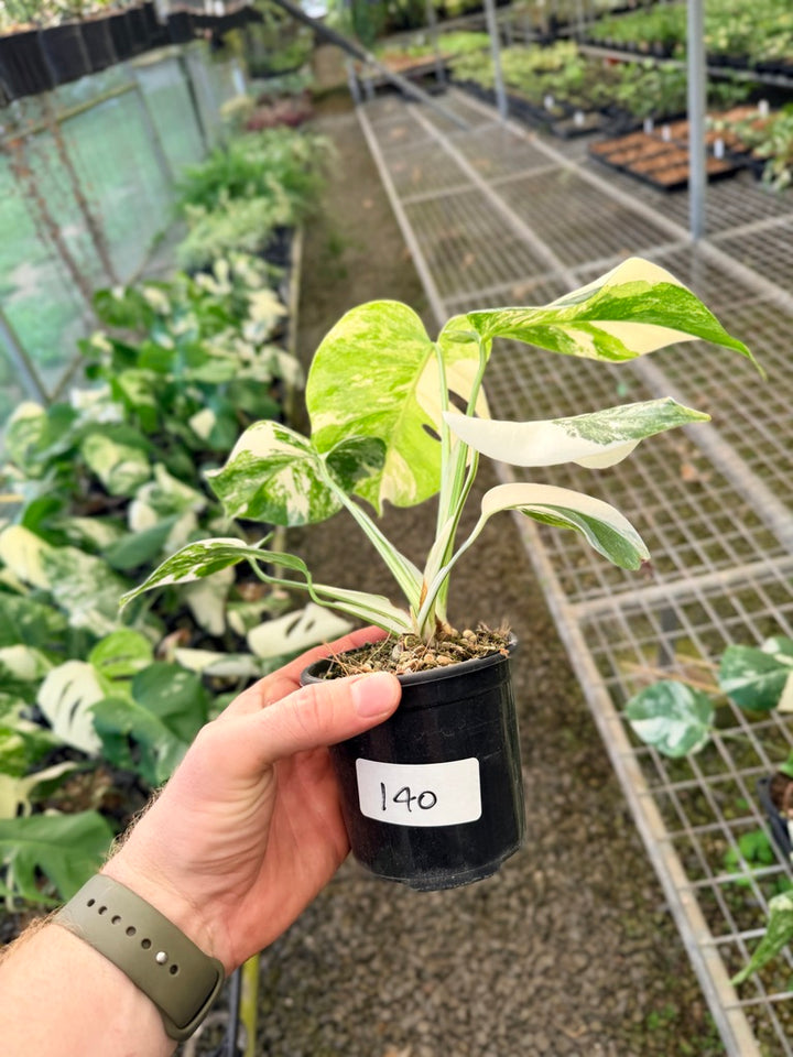 Handpicked #140 - Monstera Deliciosa Borsigiana Variegated Albo