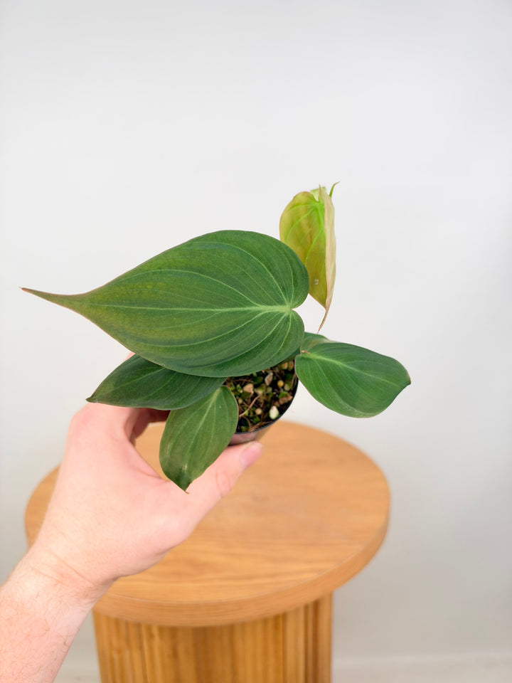 Philodendron Hederaceum - Micans