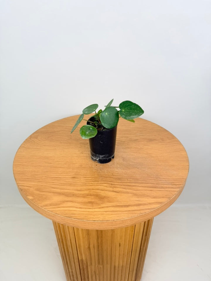 Pilea Peperomioides