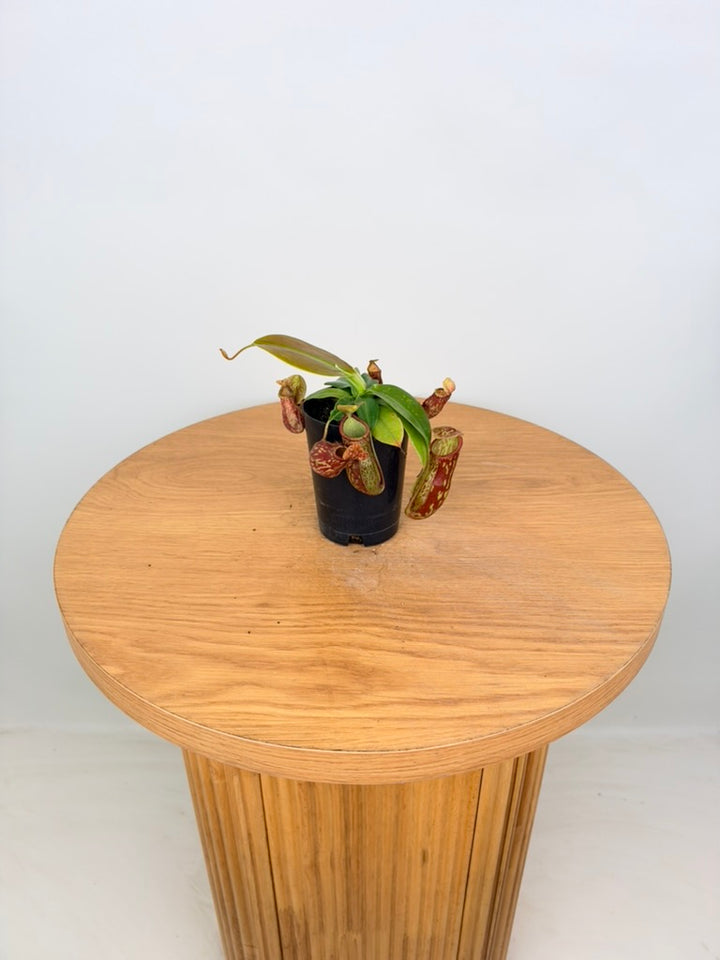 Nepenthes St Gaya