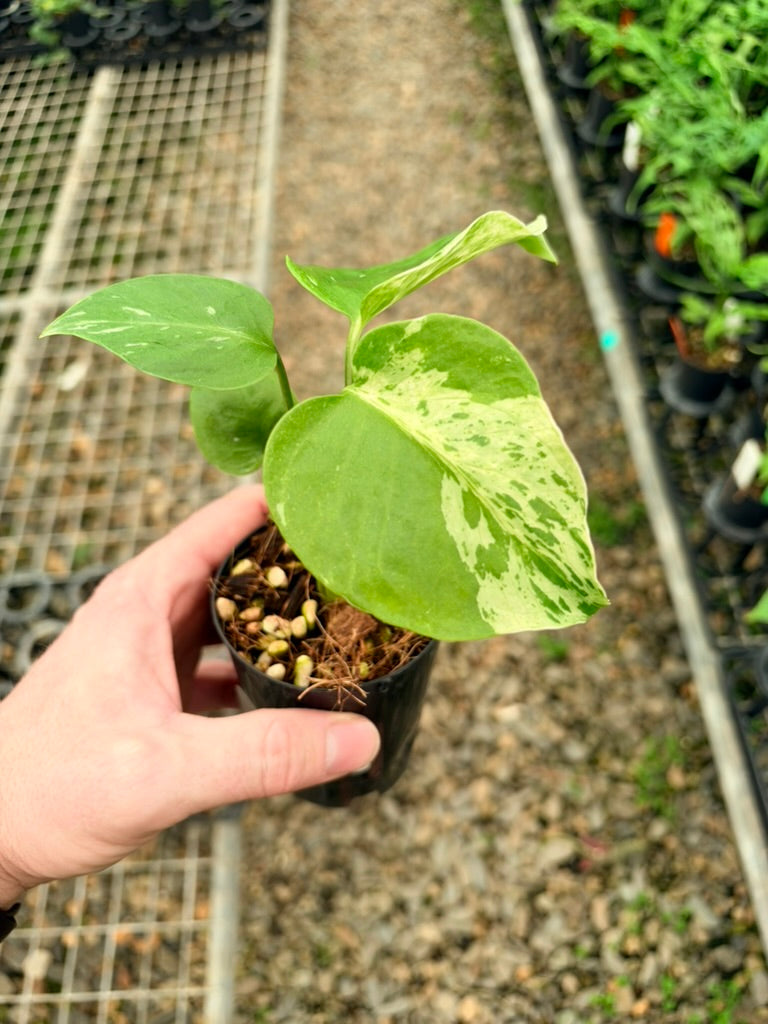 Handpicked #65 - Monstera Deliciosa - Bulbasaur